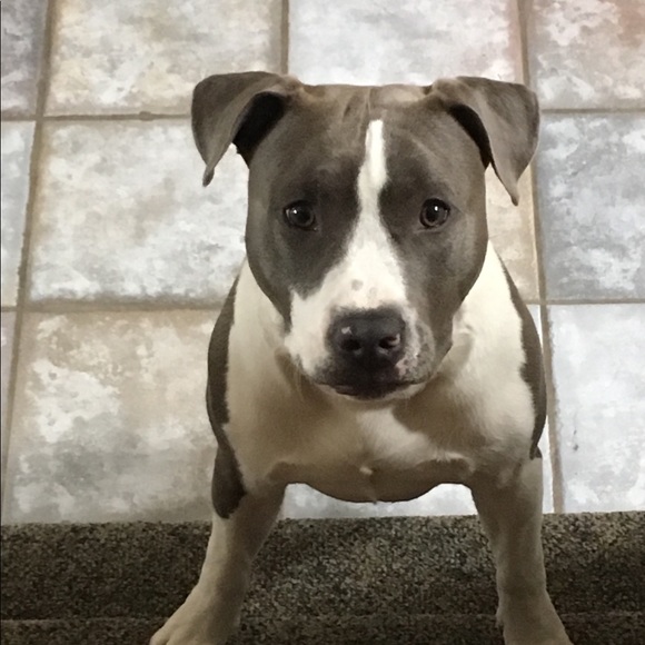 Meet your Posher, Posh - Picture 1 of 1